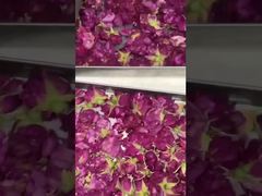 W domu suszenie lodowe: łatwe w użyciu, energooszczędne i nadające się do kuchni